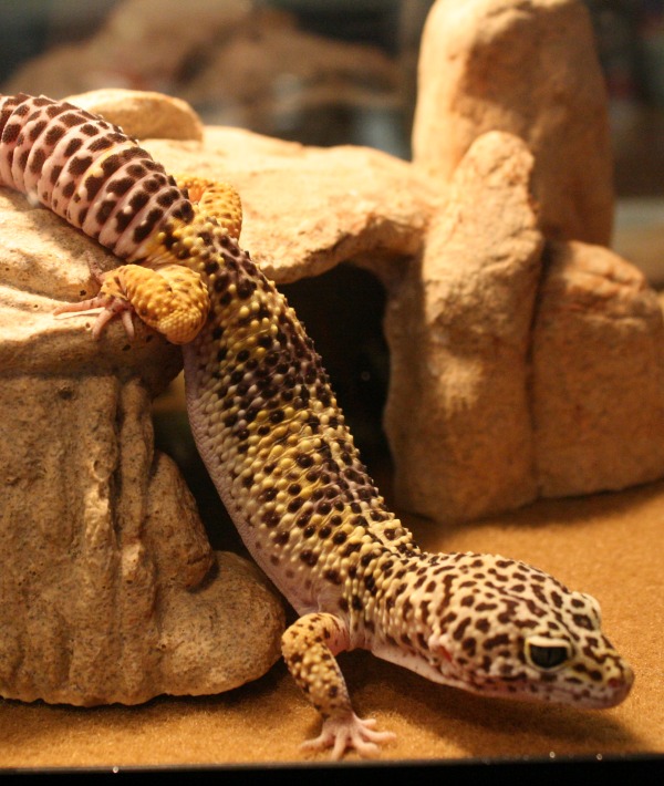 162316-leopard-gecko.jpg