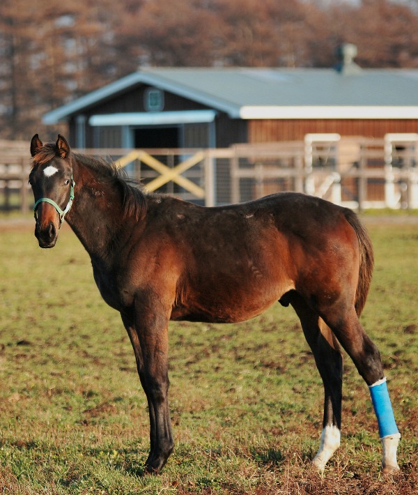 162317-thoroughbred.jpg