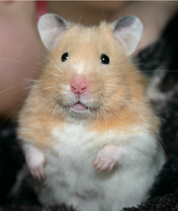 162318-syrian-hamster.png