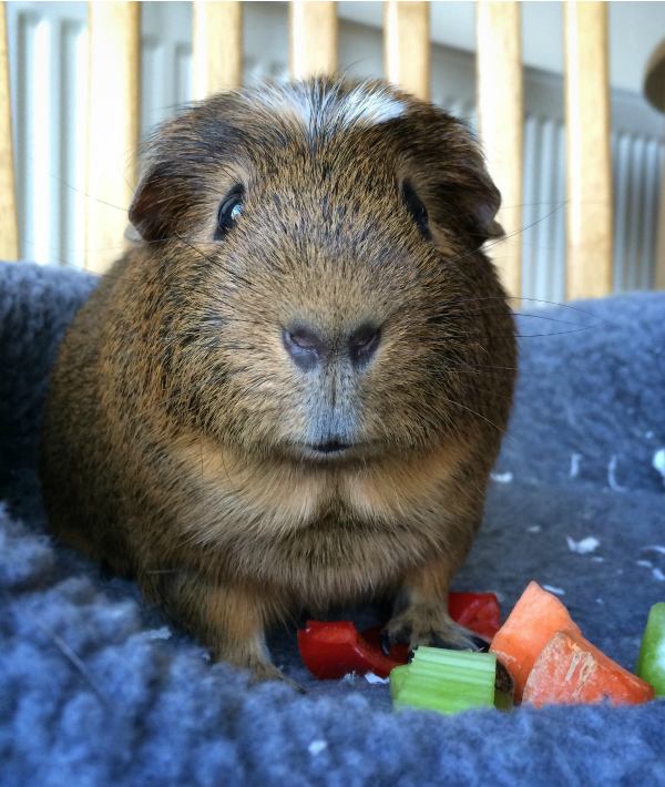 162319-guinea-pig.png