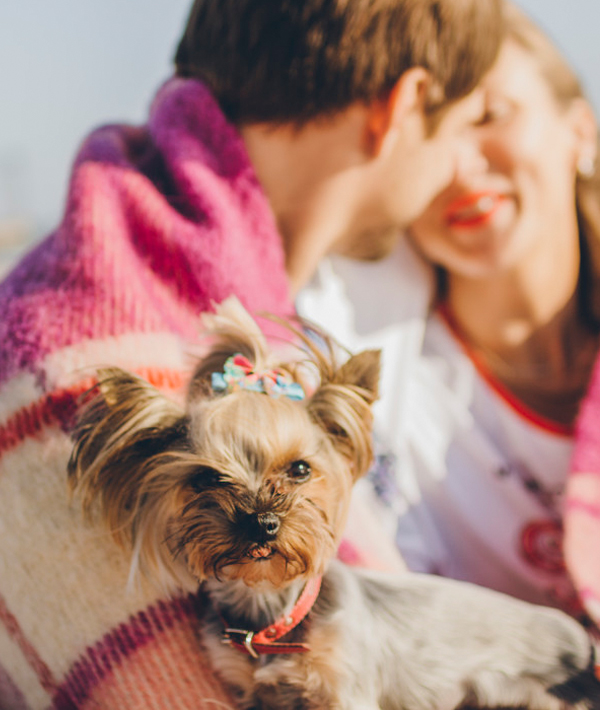 165951-13-dog2.jpg