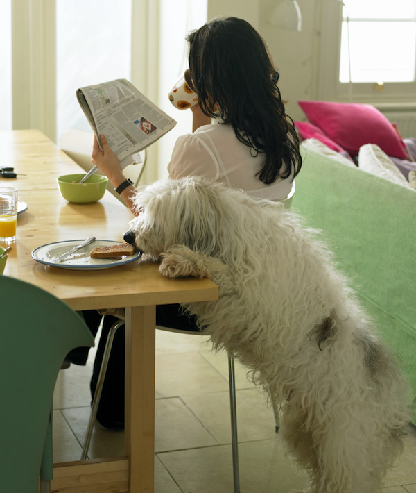 Dog stealing woman's toast