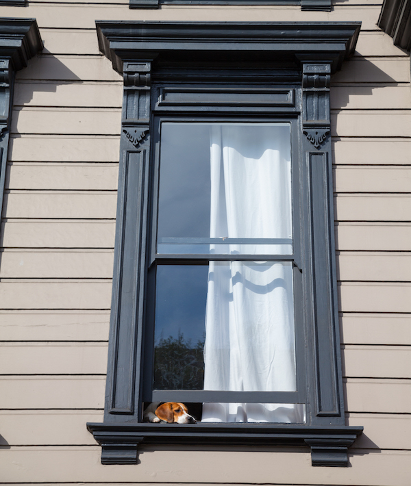 Dog at window. San Francisco.