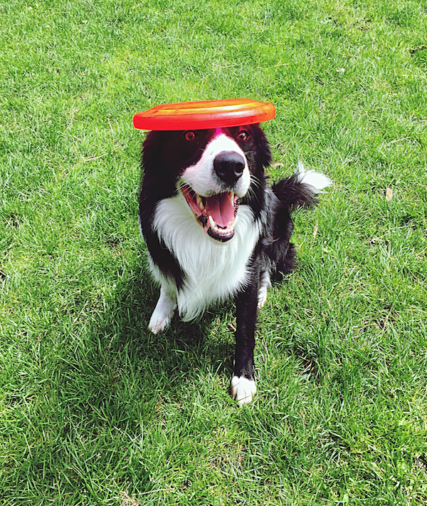 Portrait Of Playful Border Collie On Grassy Field