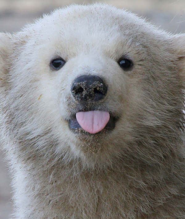Polar bear sticking out his tongue