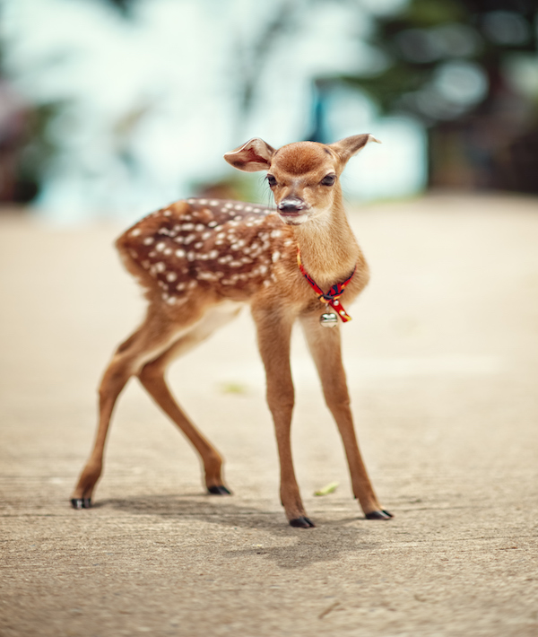 Little deer
