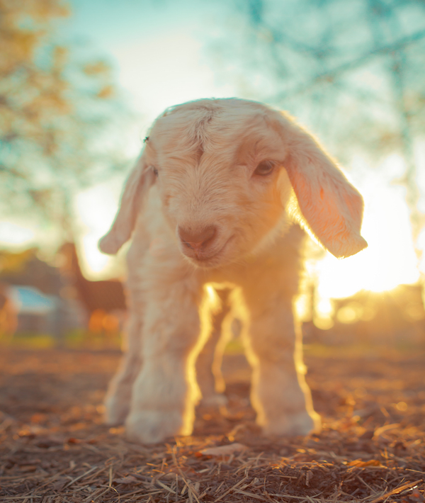Newborn Boer goat