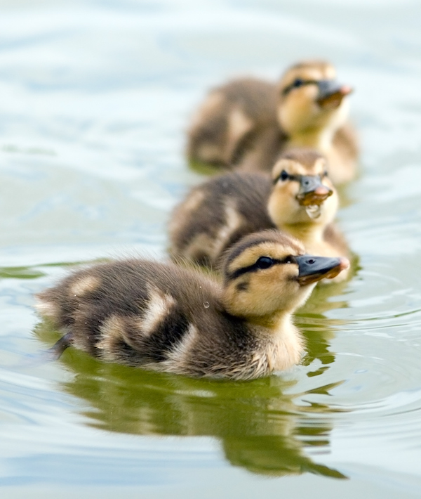 Mallard ducklings
