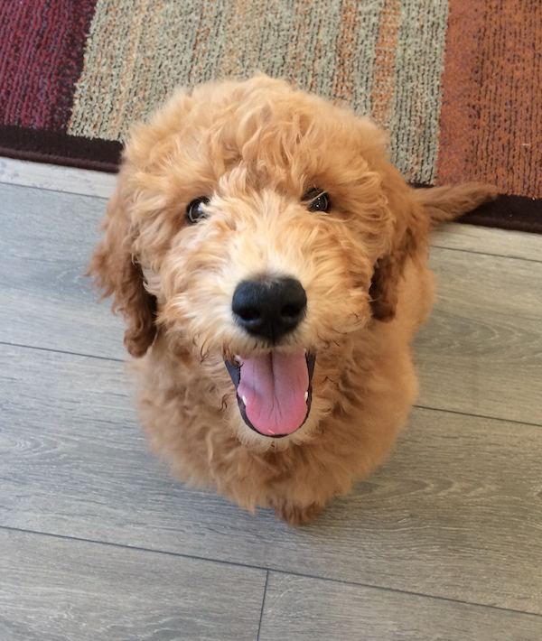 Close-up of a cute puppy