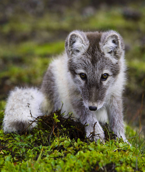 Portrait Of Arctic Fox Puppy On Field