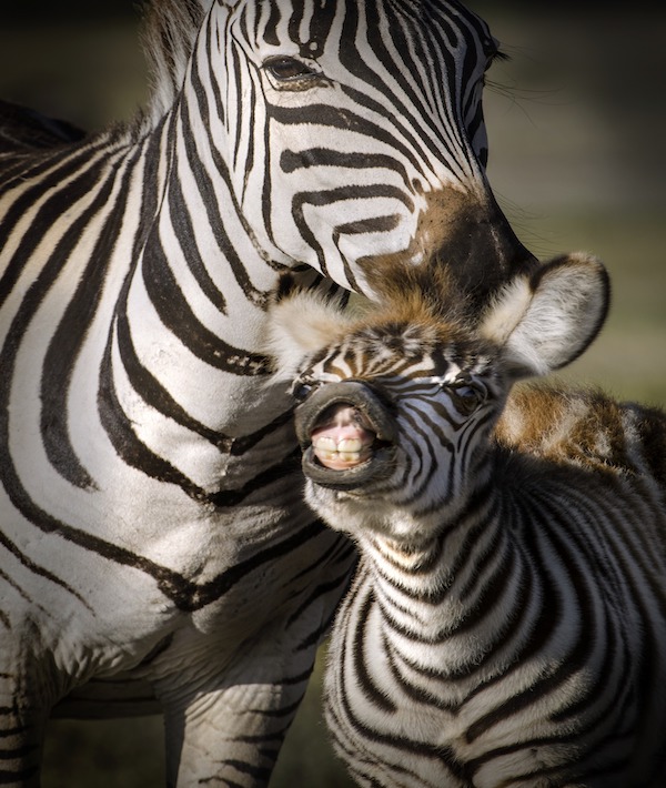 Adult and baby zebra