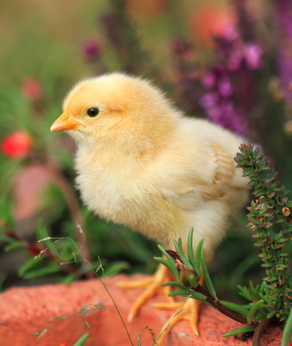 Close-Up Of Baby Chicken Standing On Potted Plant