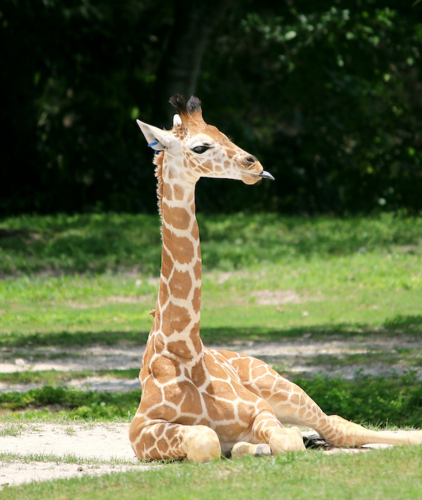 Baby giraffe sticking out tongue