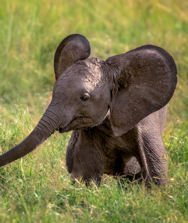 Baby Elephant