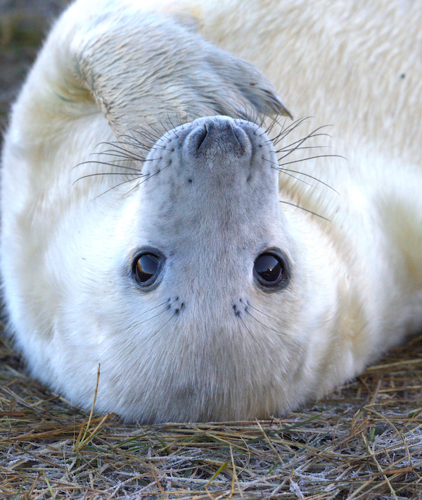 Grey Seal Pup