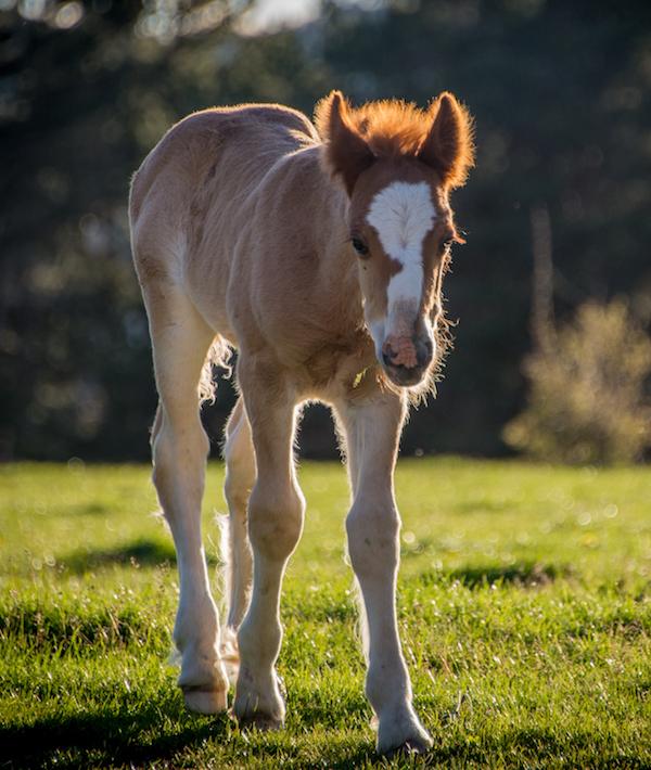 A young horse wanders freely in the mountains at dusk above Valle de Hecho, Spain.