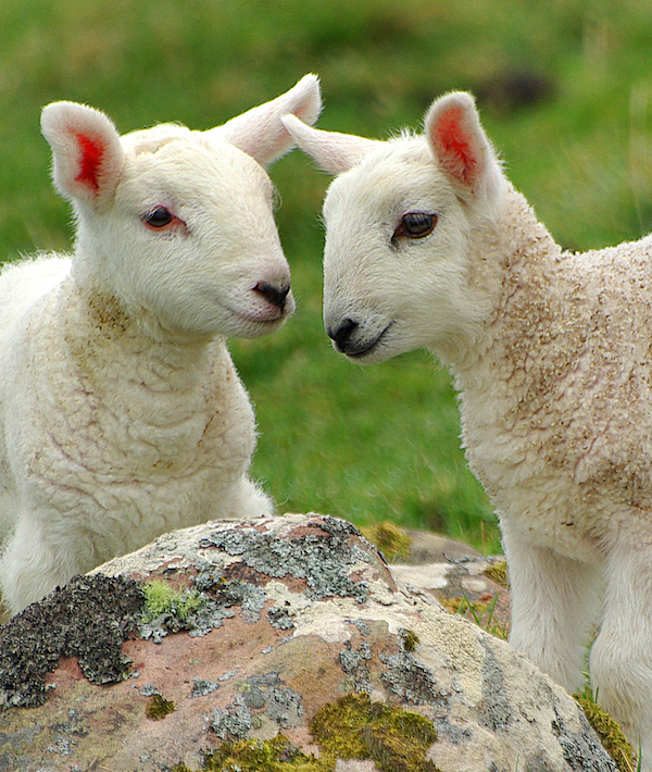Close-Up Of Lambs On Field