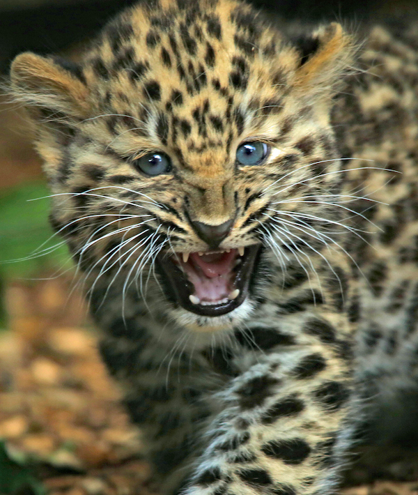 Close-Up Portrait Of Angry Leopard Cub On Field