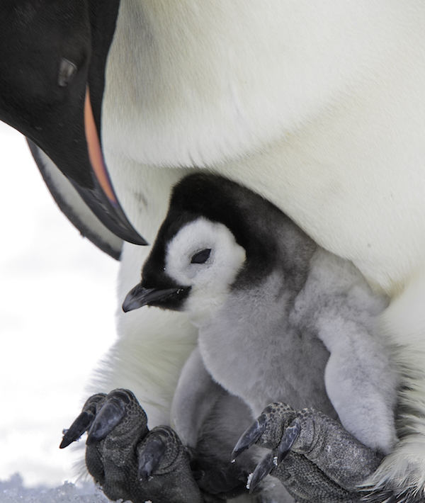 Emperor Penguin