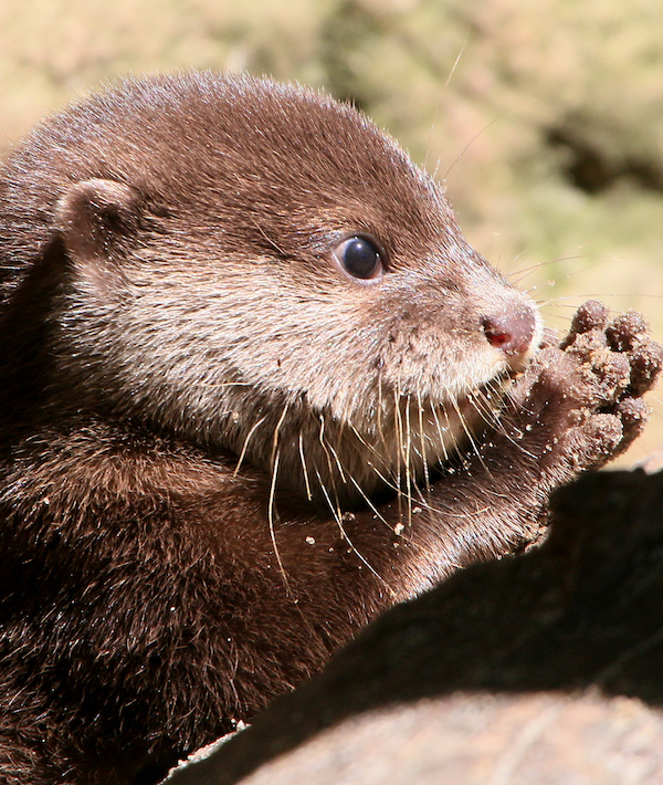 Baby Asian Small Clawed Otter