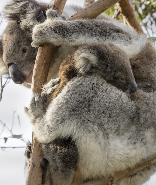Koala female with joey