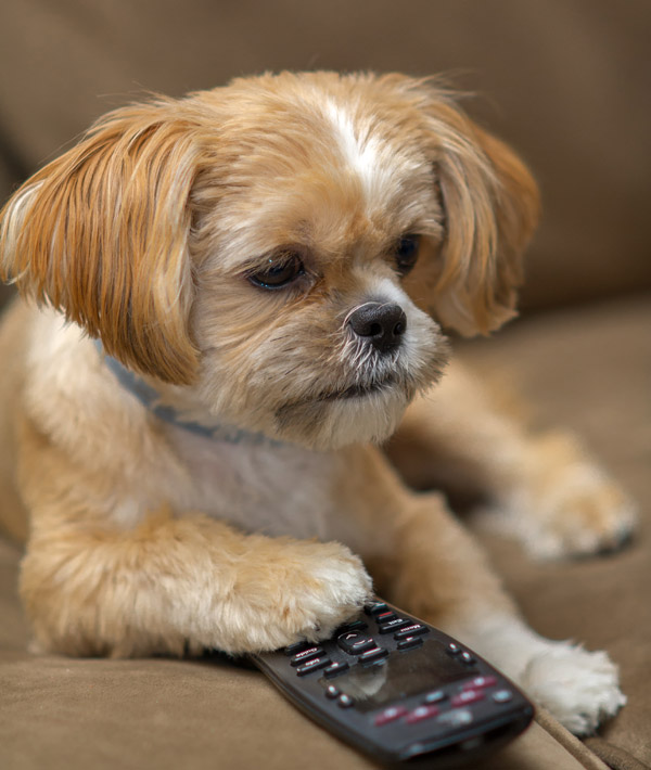 Pets Watching TV