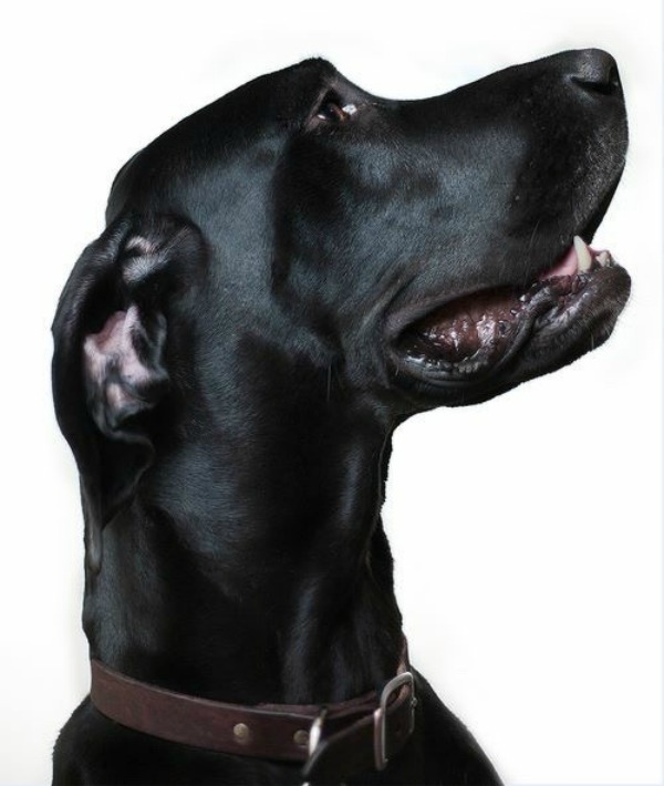 166869-great-dane.jpg