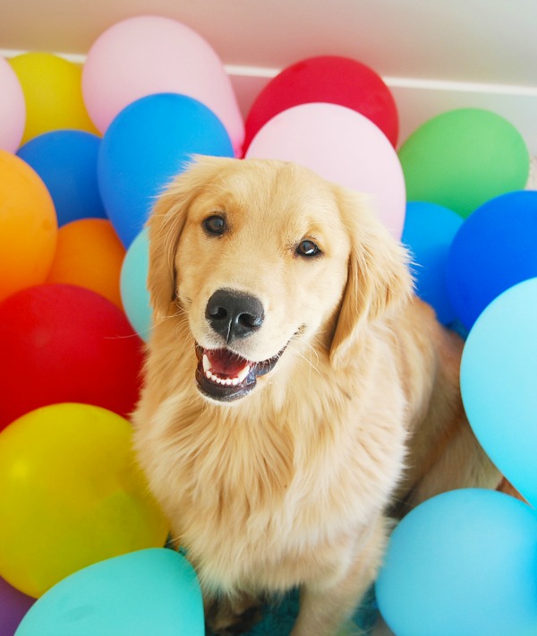 166870-golden-retriever.jpg