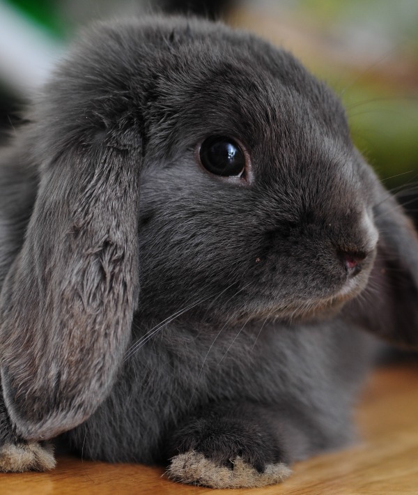 166871-beautiful-bunny.jpg