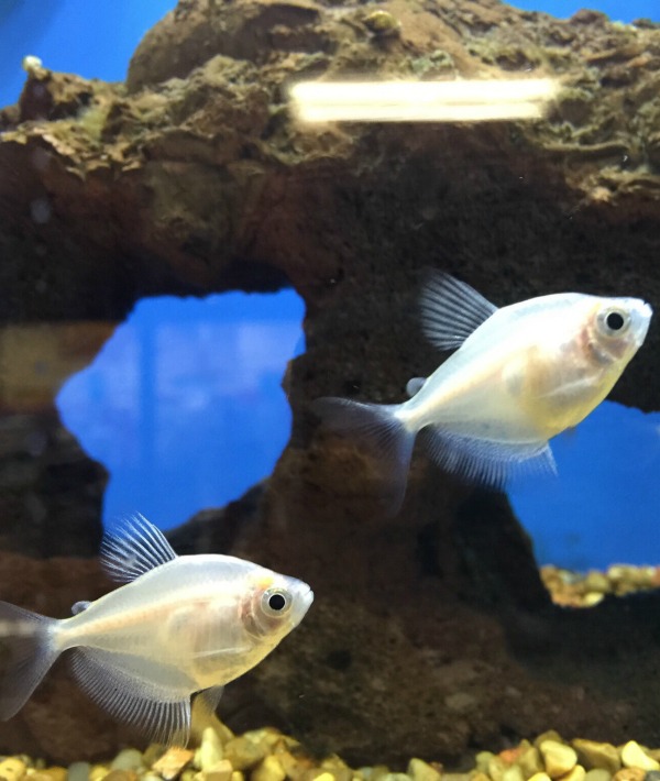 166872-fish.jpg