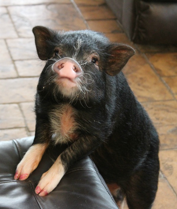 166873-pot-bellied-pig.jpg
