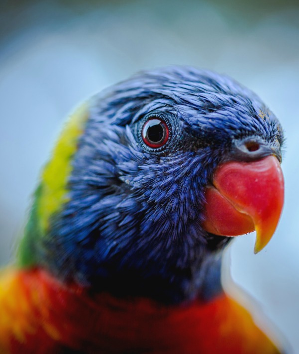 166878-lorikeet.jpg