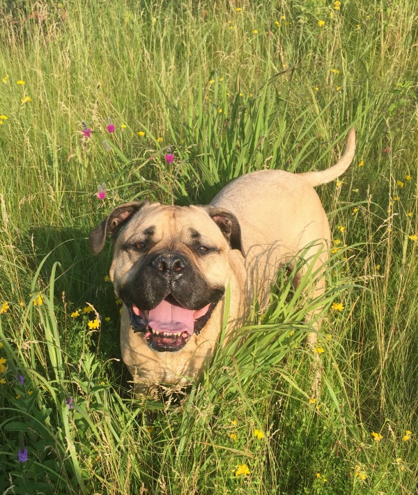 166879-bullmastiff.jpg