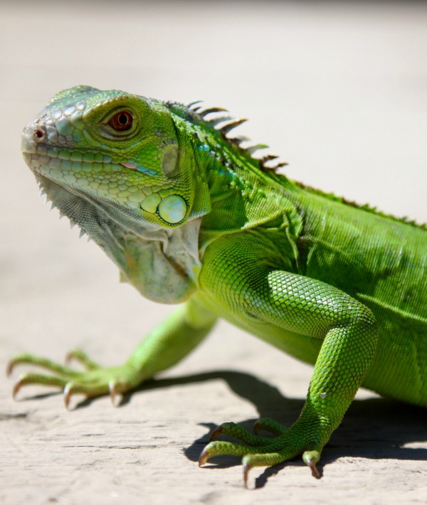166880-iguana.jpg