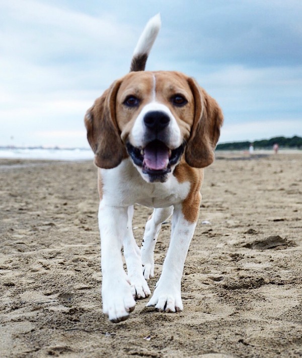 166900-beagle.jpg 166900-beagle.jpg