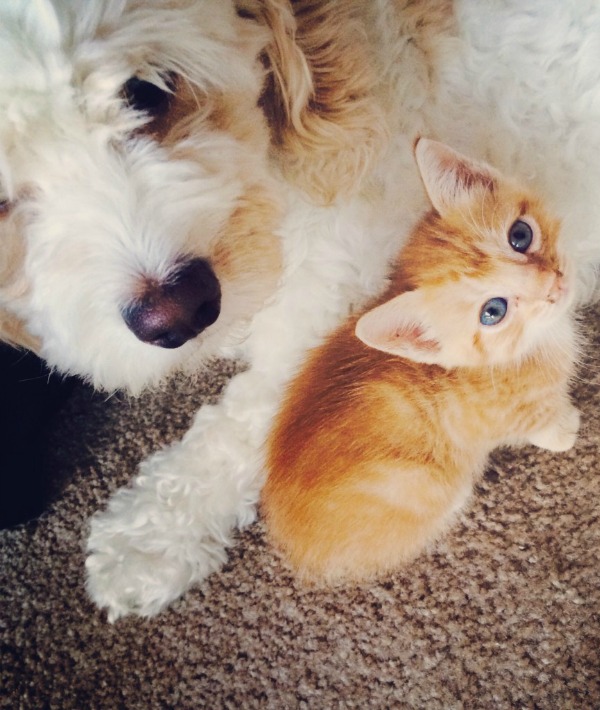 166901-cat-and-dog.jpg
