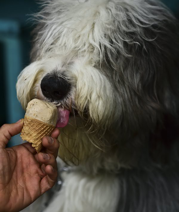 MEXICO-CANINE-ICE CREAM