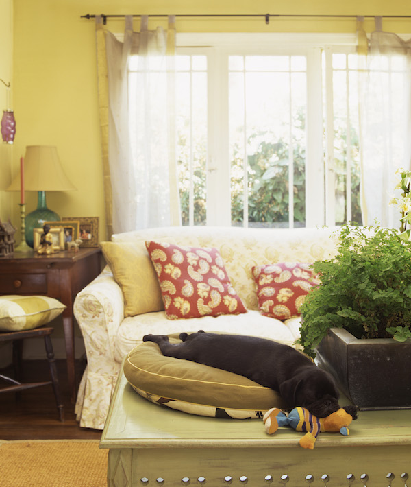 Living room with pug