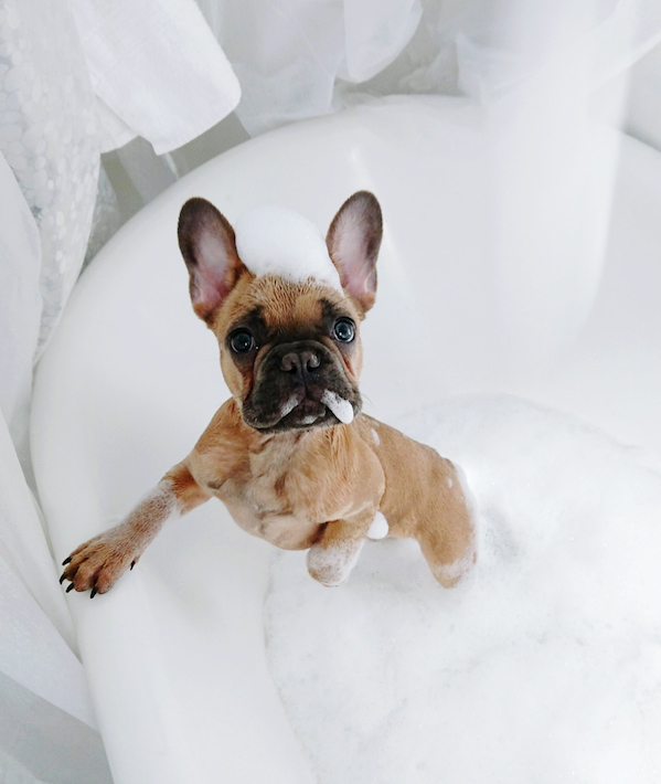 Dog In The Bathtub