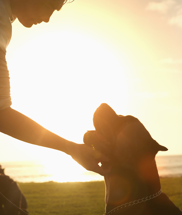 Korean man petting dog in field