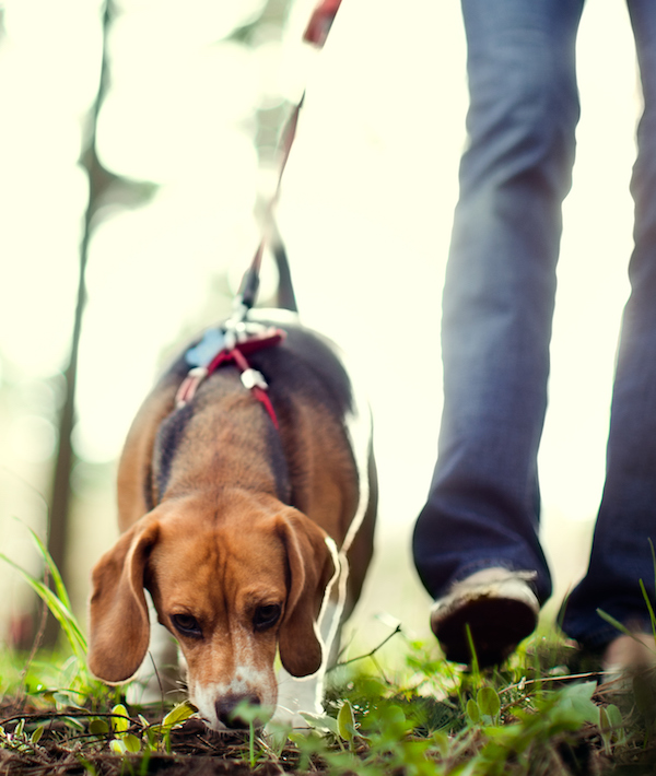 Beagle Sniffing and Hunting in Forest Park