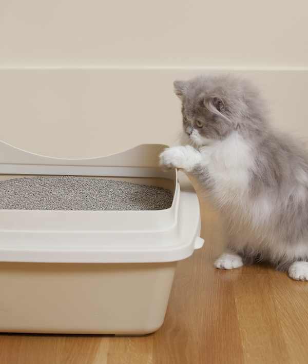 Persian Kitten looking at litter box