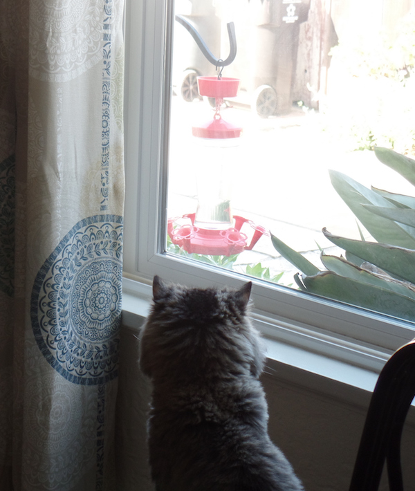 Cat Sitting By Window