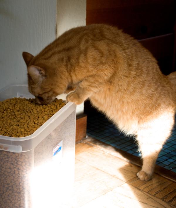 Cat eating out of bucket