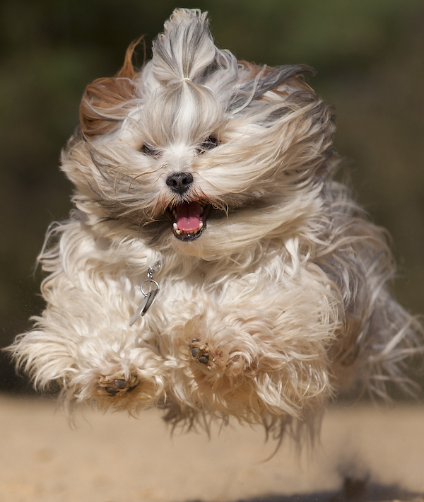 Havaneser are high flying dogs!