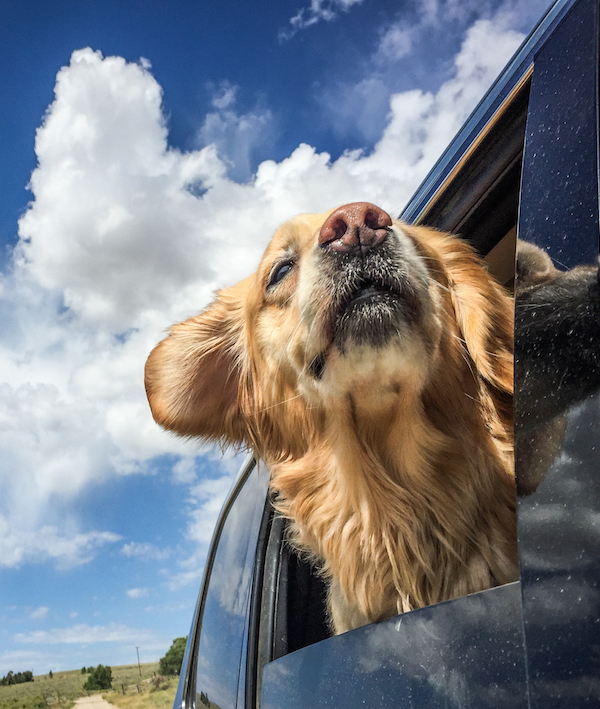 Golden Retriever enjoys a ride in a car, head out window