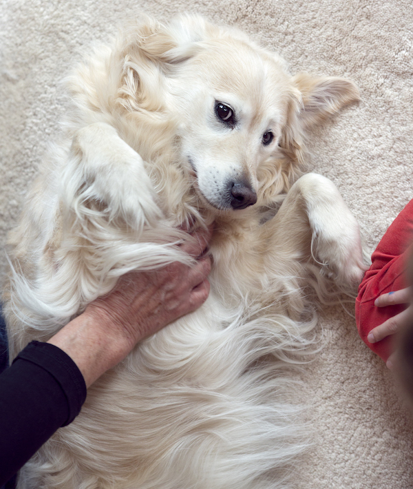 Golden Retriever dog having belly rubbed