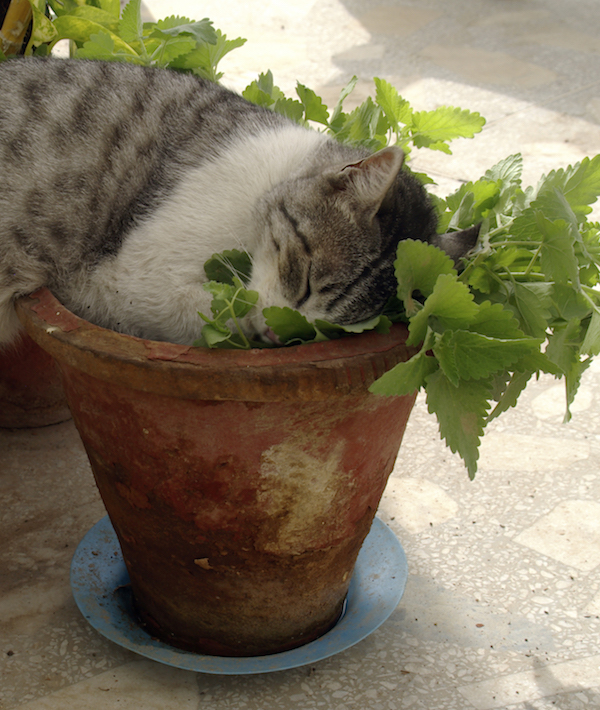 Domestic Cat Eating Catnip, Nepeta Cataria