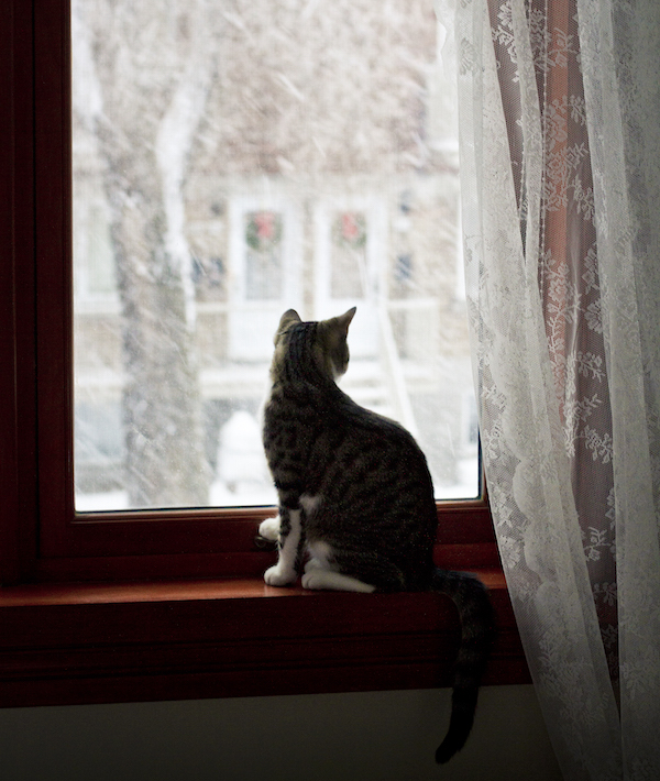 A cat watching the snow falling through a window