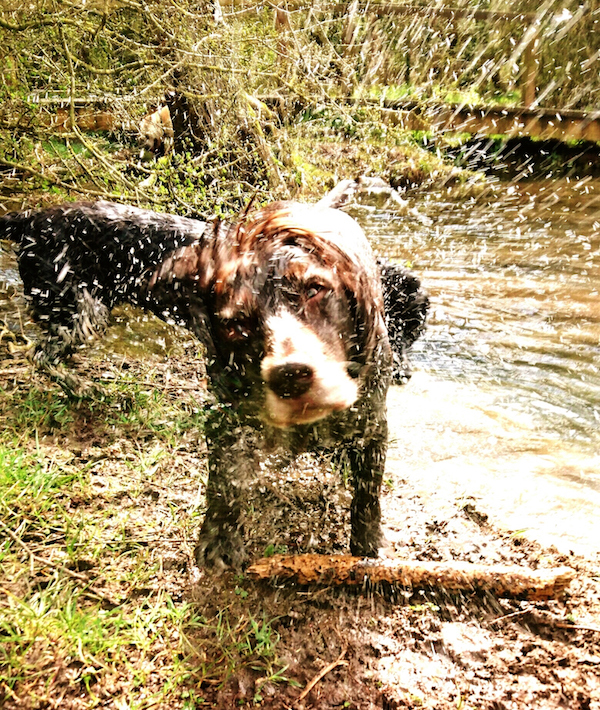 Dog Shaking Off Water At Riverbank